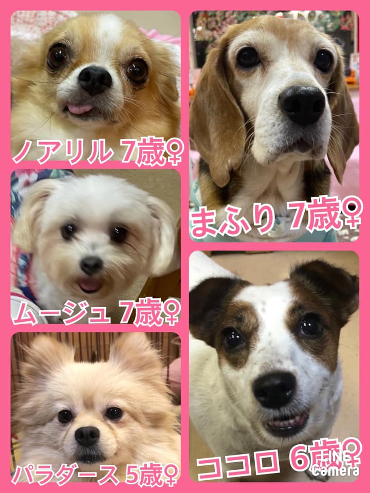 🐾今日の里親様募集中ワンコ🐶メンバーです🐾2021,10,7